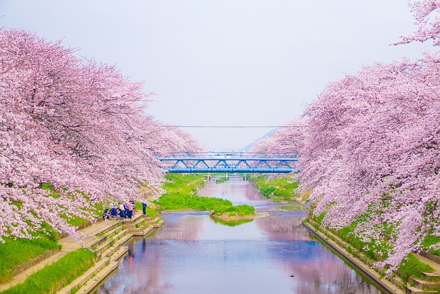 春の河川敷を流れる川と、両岸に咲く満開の桜並木。奥に橋が見える風景