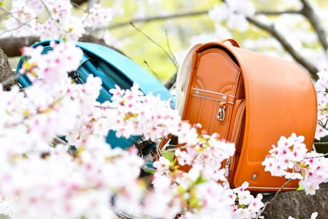 ランドセルと桜の写真