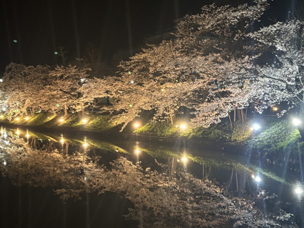 夜の松本城と桜の画像