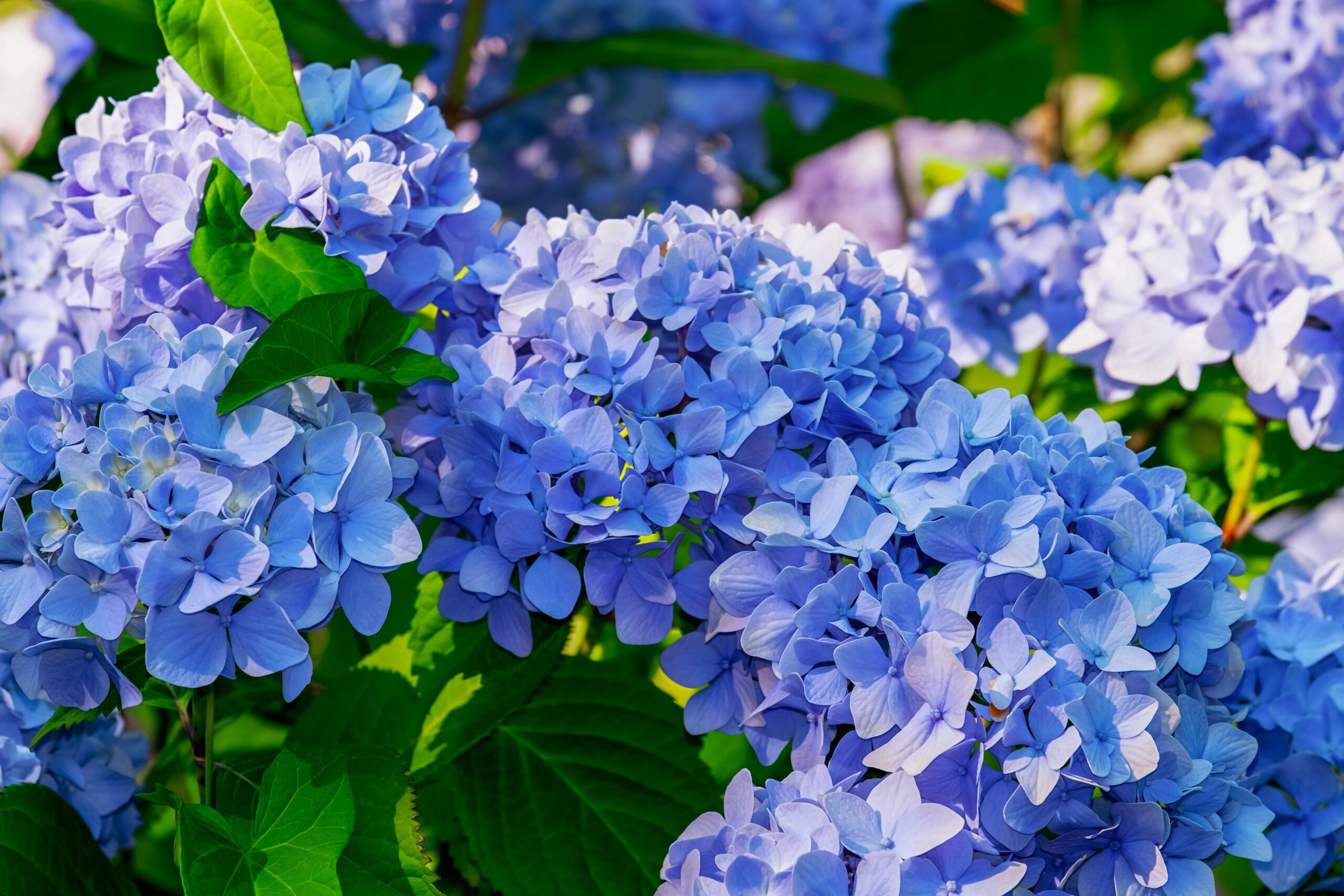 青い紫陽花の写真