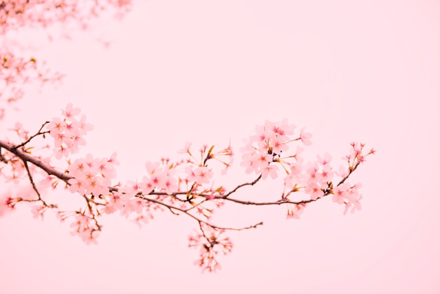 桜　背景もピンク　優しいイメージ