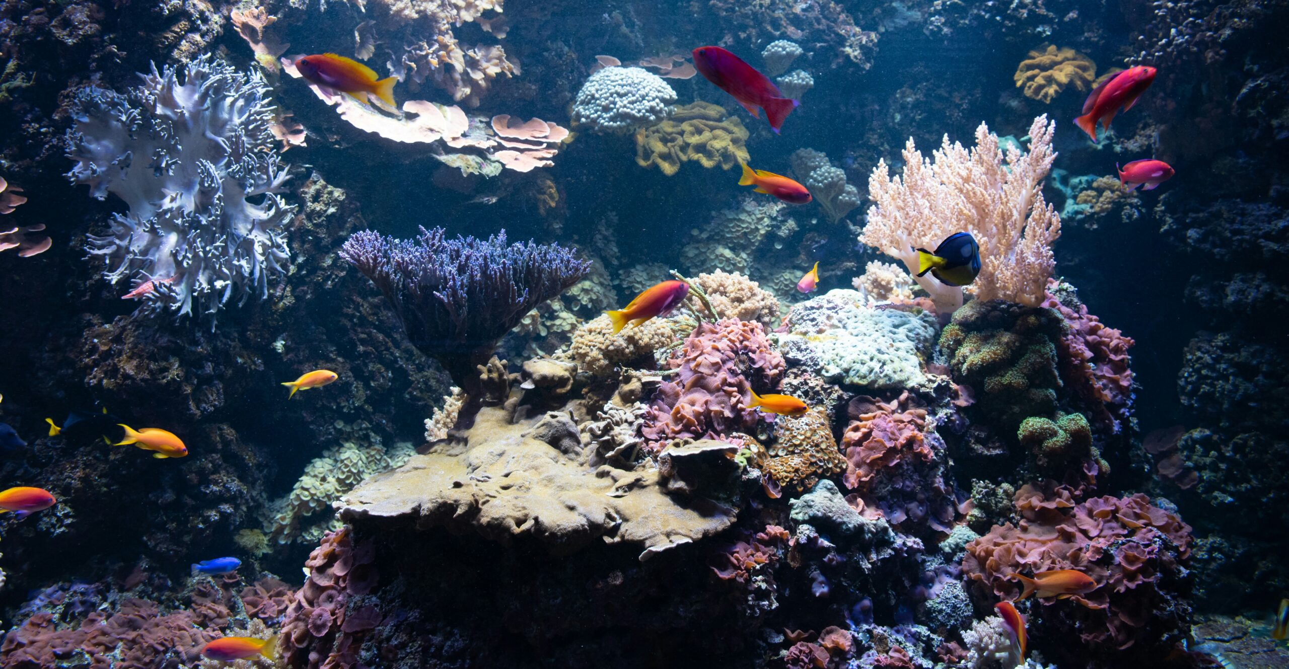 水族館の画像
