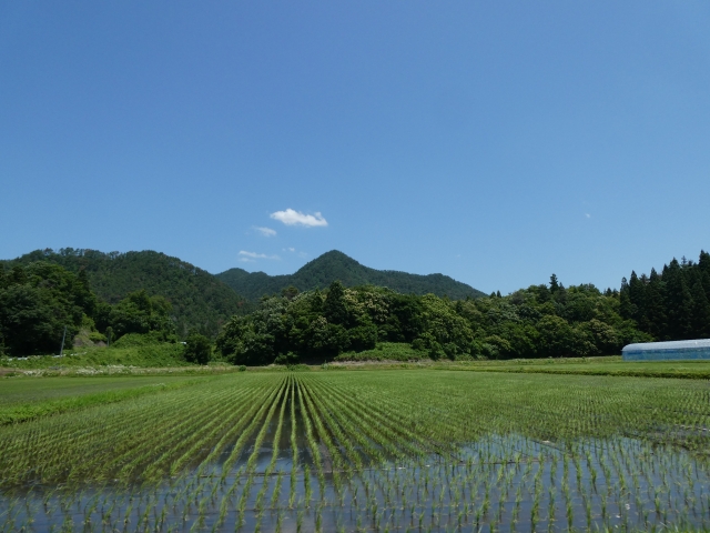 田んぼの風景画像