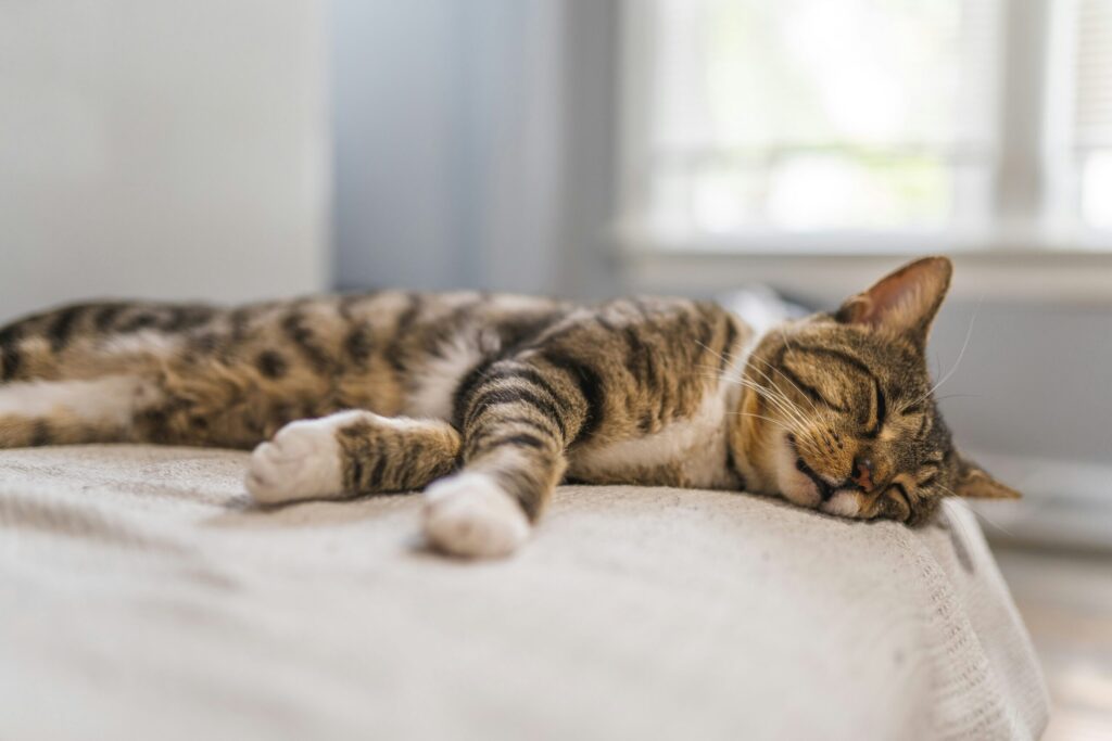 お昼寝中の猫の画像