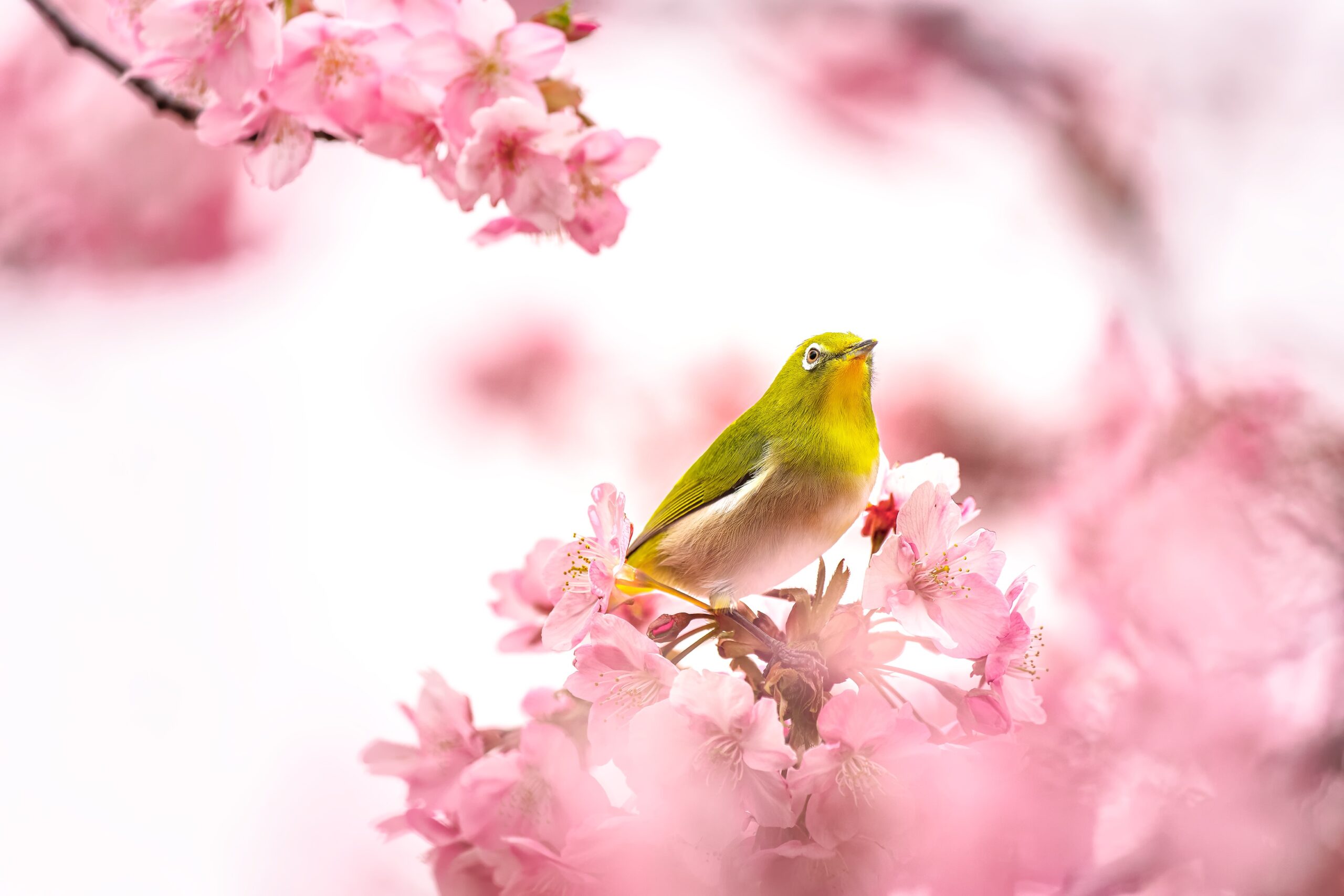 桜の花にとまるメジロ