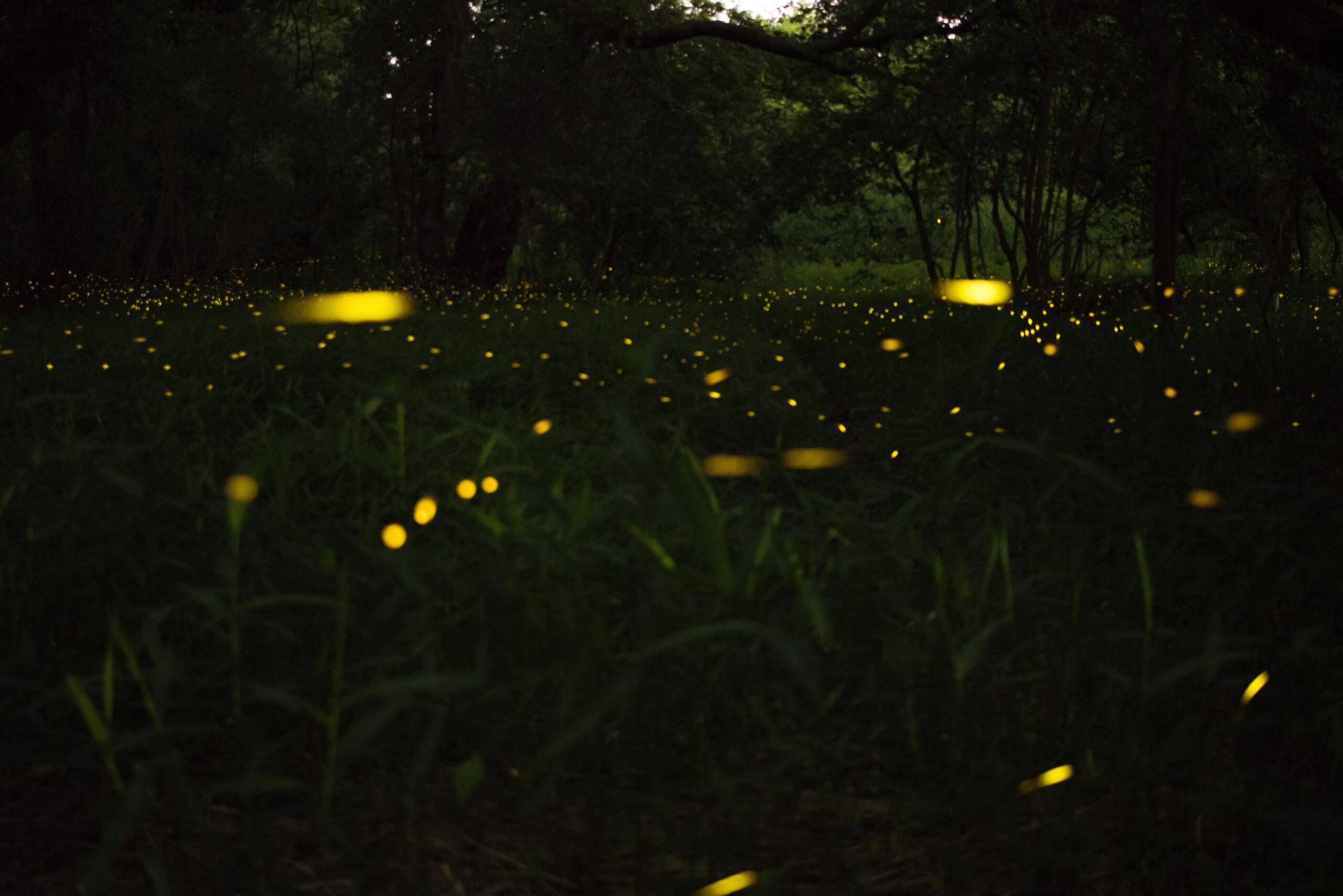 夜の草地に蛍が舞う幻想的な風景