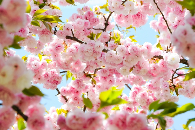 満開の八重桜。春殿の姫・あせびのイメージ