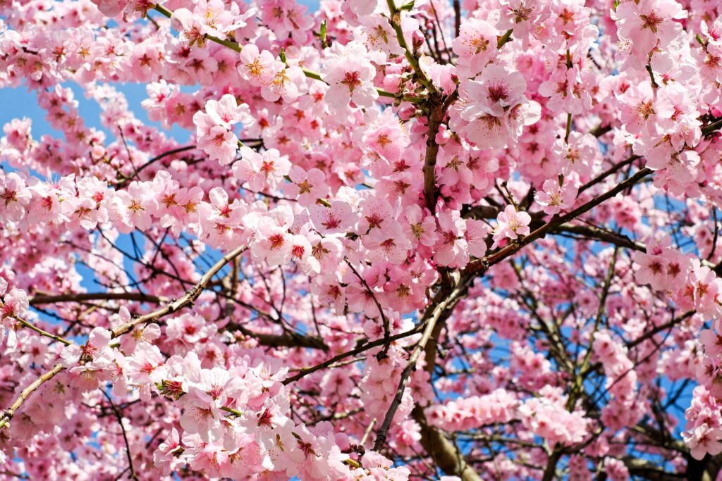 満開の桜。烏に単は似合わないの后選びが行われる春の宮中のイメージ